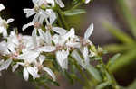 Narrowleaf whitetop aster